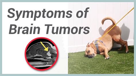 What Can Cause Brain Tumors In Dogs